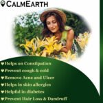 Haritaki Extract Powder powder natural herbal powder by CalmEarth